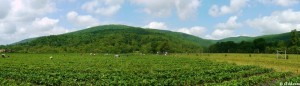 Strawberry Fields Blue Ridge